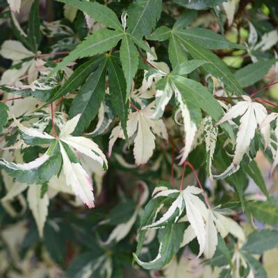 Acer palmatum Ilarium