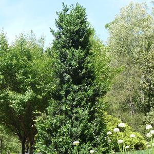 Buxus Green Mountain