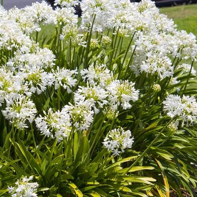 Agapanthus africanus Peter Pan White