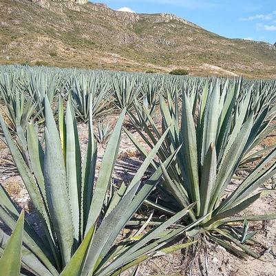 Agave angustifolia 