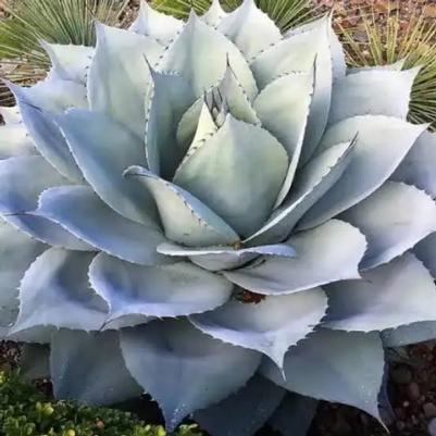Agave COPY ovatifolia Vanzie