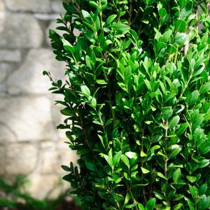 Buxus sempervirens Graham Blandy