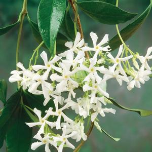 Trachelospermum asiatcium 