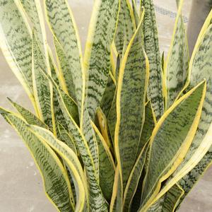 Sansevieria laurentii 