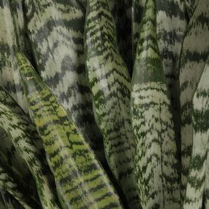 Sansevieria trifasciata Zeylanica