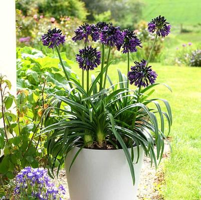 Agapanthus africanus Blackjack