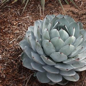 Agave parryi truncata