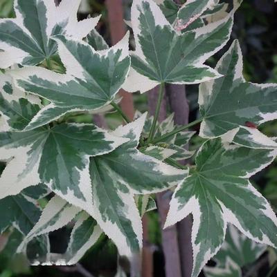 Liquidambar styraciflua Silver King