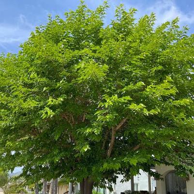 Morus alba 