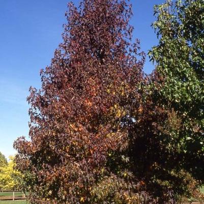 Liquidambar styraciflua Worplesdon