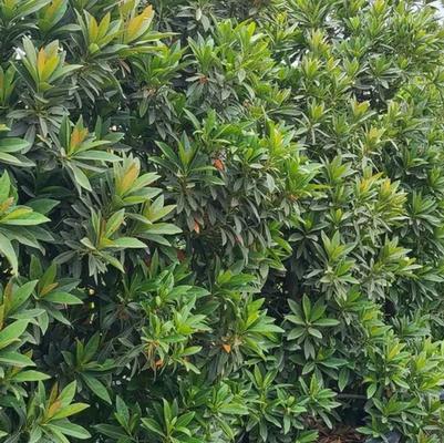 Elaeocarpus decipiens 