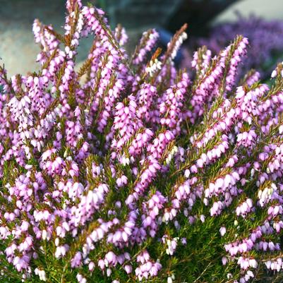 Erica x darlyensis 