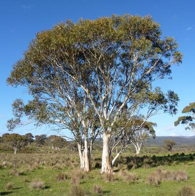 Eucalyptus pauciflora 