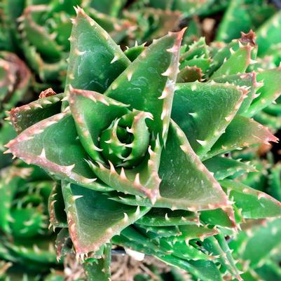 Aloe mitriformis 