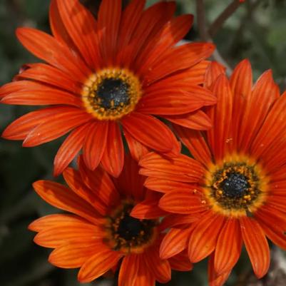 Arctotis Majec Red-Orange