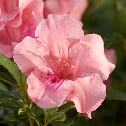 Azalea Encore&reg; Autumn Coral&reg;