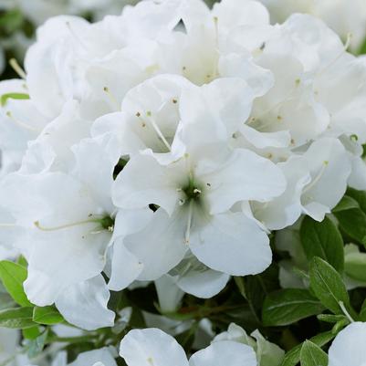 Azalea Encore&reg; Autumn Dove&reg;