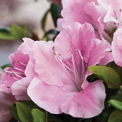 Azalea Encore&reg; Autumn Sweetheart&reg;