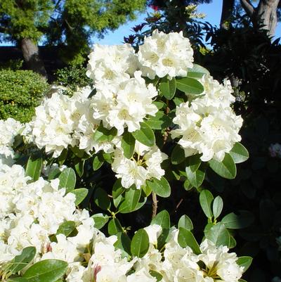 Azalea rutherfordiana Alaska