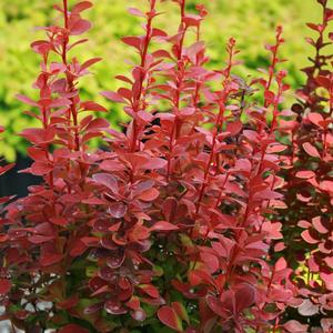 Berberis thunbergii Orange Rocket