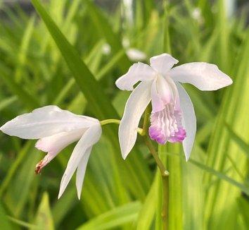Bletilla striata Murasaki Shikibu