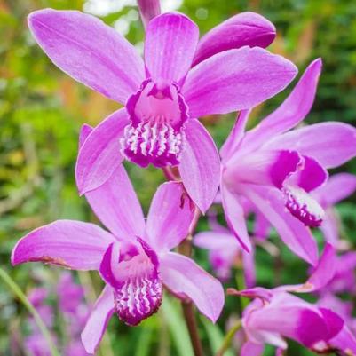 Bletilla striata Shi Ran