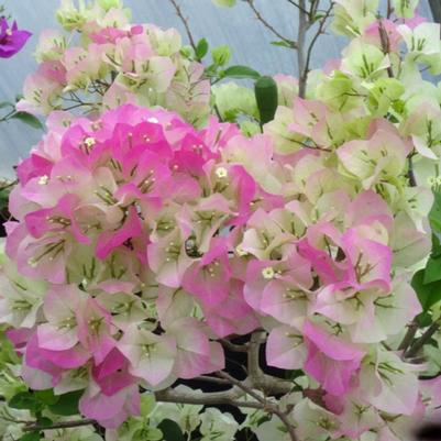 Bougainvillea Thai Delight