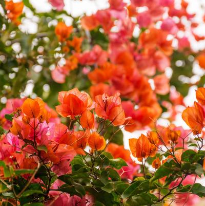 Bougainvillea Sundown Orange