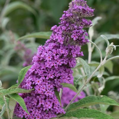 Buddleiea Buzz Violet