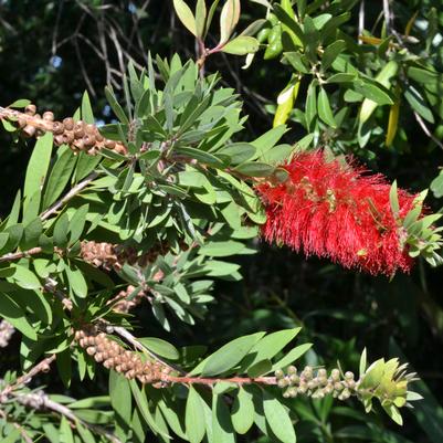 Callistemon citrinus 