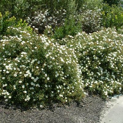 Cistus hybridus (corbariensis) 