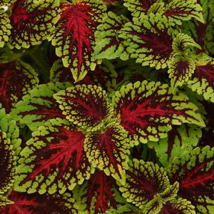 Coleus scutellarioides Dragon Heart