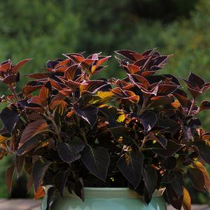 Coleus scutellarioides Volcanica&trade; Vino