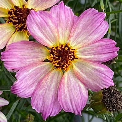 Coreopsis Nova Jewel