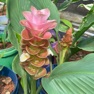 Curcuma alismatofolia Old Rose