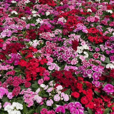Dianthus Telstar Mix