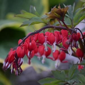Dicentra spectabilis Valentine&reg;