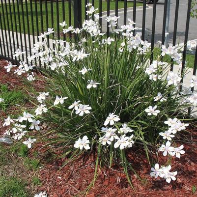 Dietes vegeta (iridioides) 