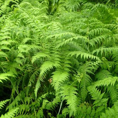 Microlepia strigosa 