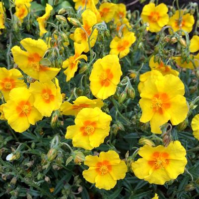Helianthemum nummularium Ben Fahada