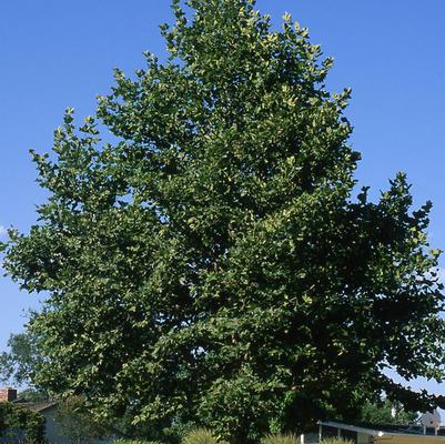 Platanus x acerifolia Columbia