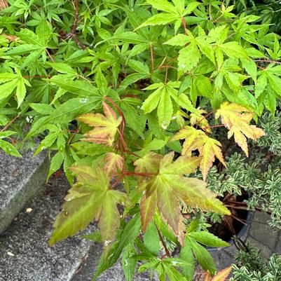 Acer palmatum Takao