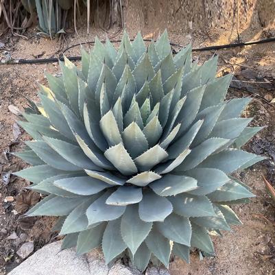 Agave parryi 