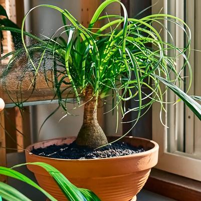 Beaucarnea recurvata 