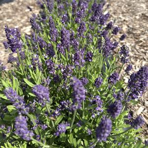 Lavandula angustifolia La Diva Eternal Grace
