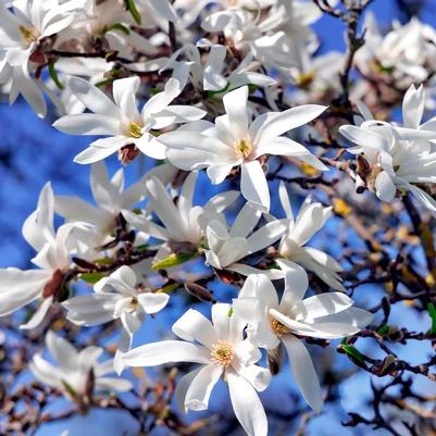 Magnolia stellata Royal Star