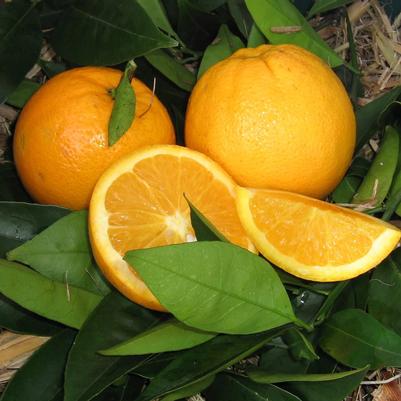 Orange Lane Late Navel