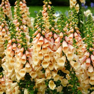 Digitalis purpurea Dalmation Peach