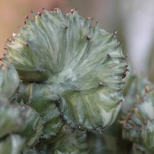 Euphorbia lactea Cristata