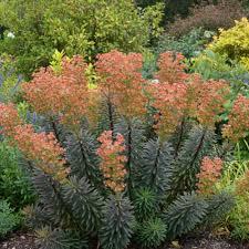 Euphorbia caracias Galaxy Glow